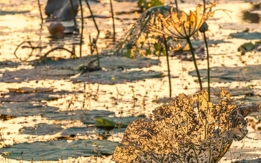 Angkor Wat Sunrise